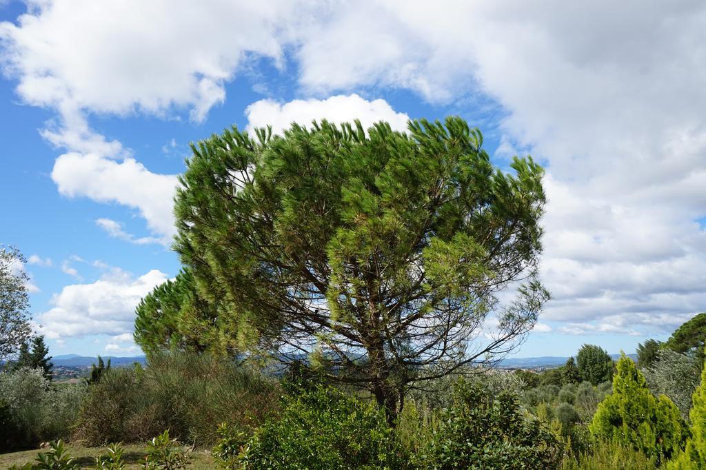 Vagliagli Casa Lucia In Chianti Bed & Breakfast エクステリア 写真