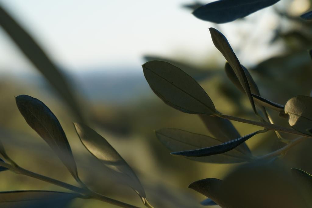 Vagliagli Casa Lucia In Chianti Bed & Breakfast エクステリア 写真
